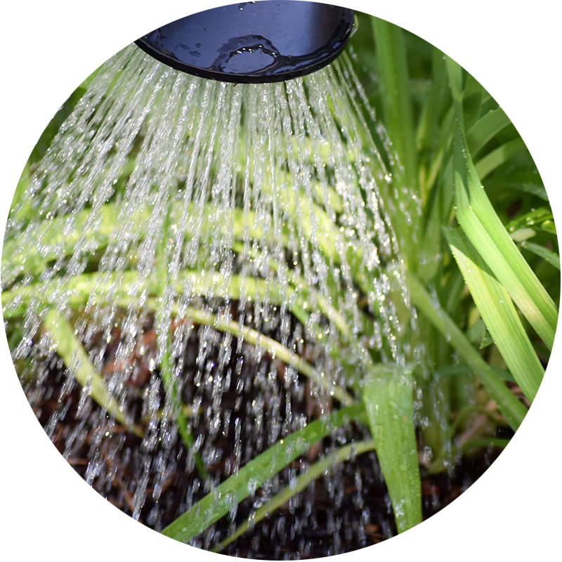 watering the ground and plants with a watering can