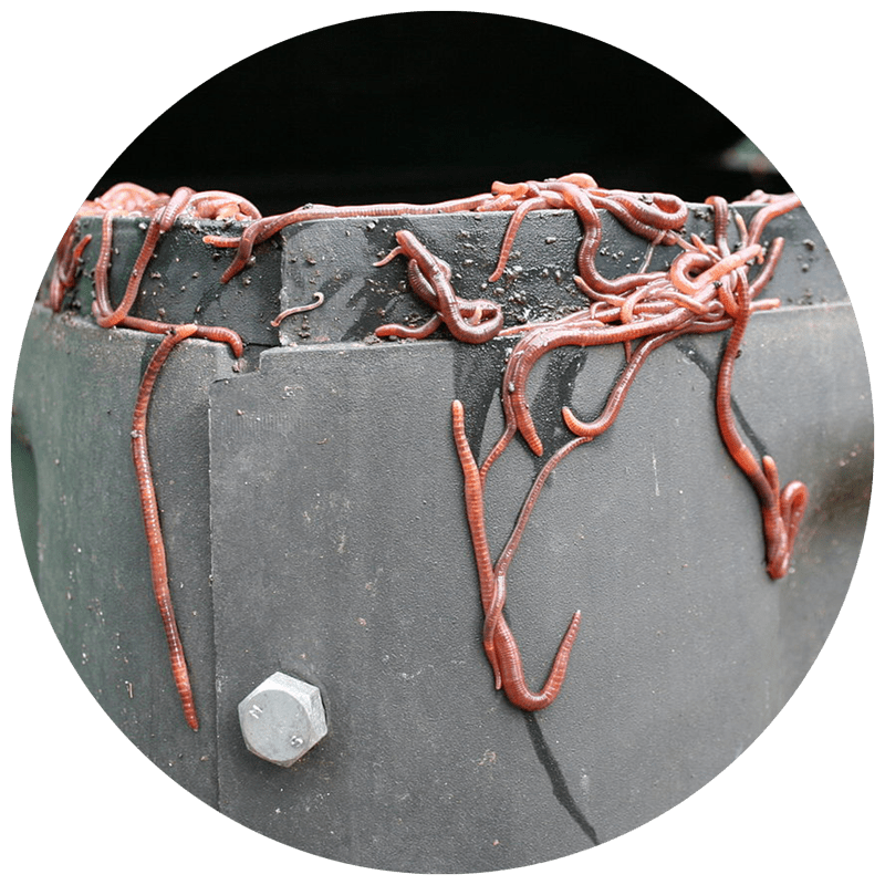 worms in a gray worm composting bin