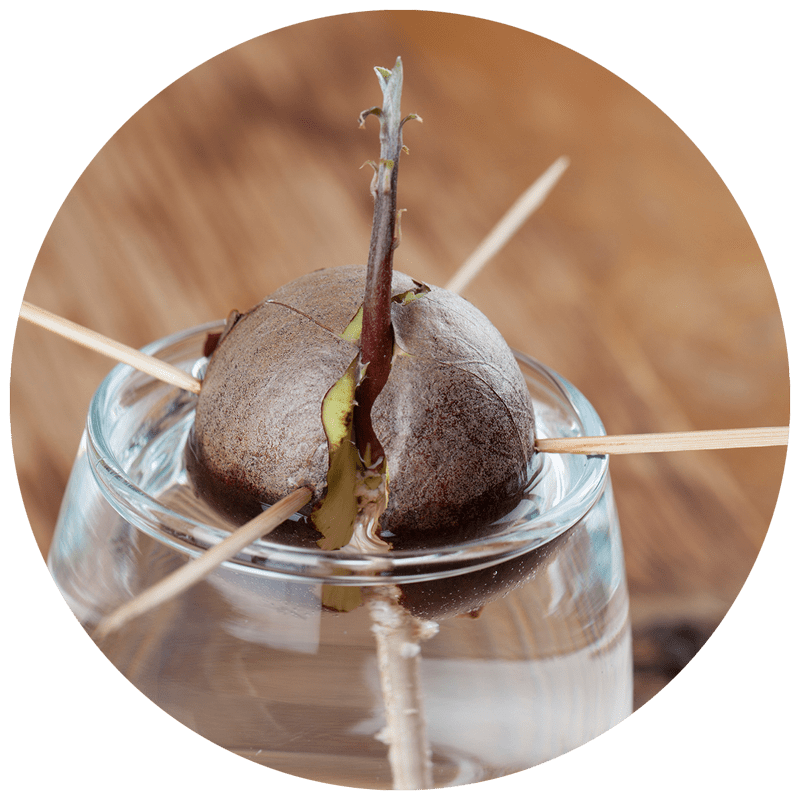 An avocado pit with a sprout growing out the top. It is suspended above a glass of water using toothpicks.