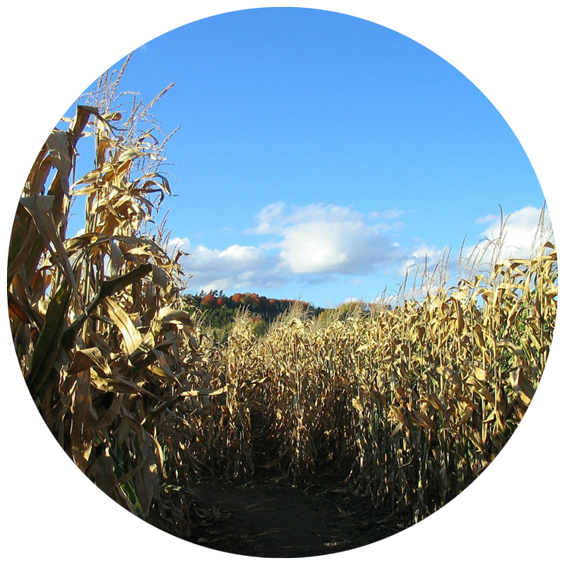 pathway into a corn maze