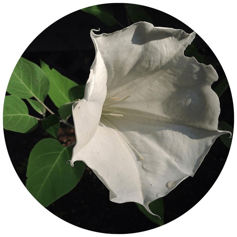 Close up of a moonflower for a garden theme of plants that bloom at night