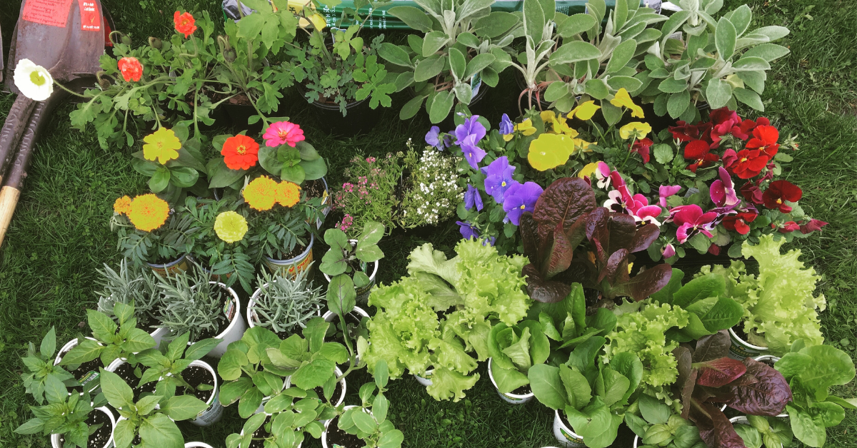 Oakbrook Elementary School Garden Build