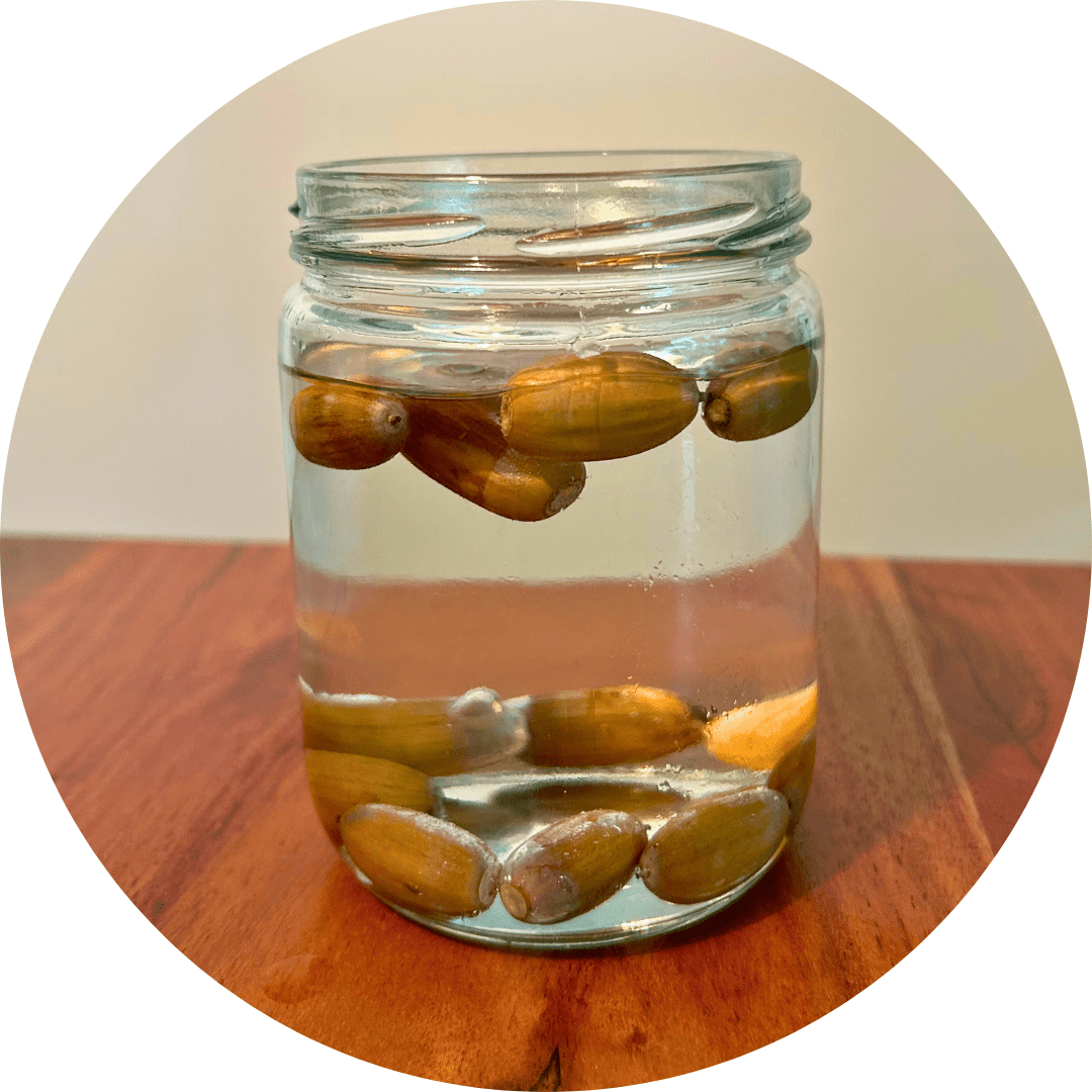 A clear glass jar, filled with water with acorns sunk to the bottom and also floating on the top of the water.