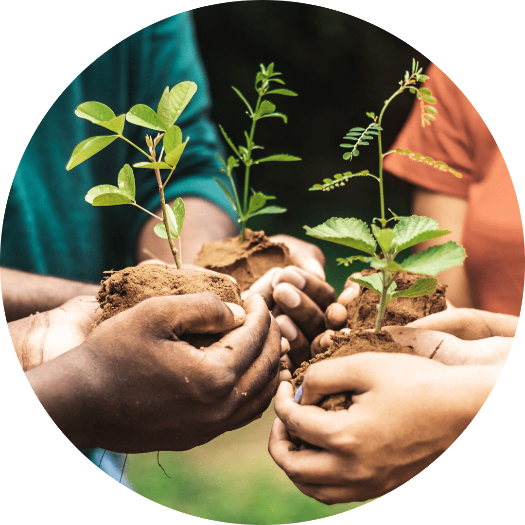 Hands holding seedlings