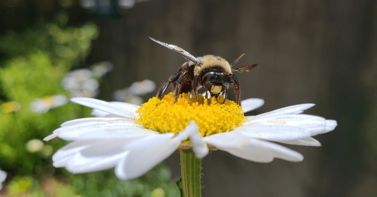 Pollinator Pals Activity Book