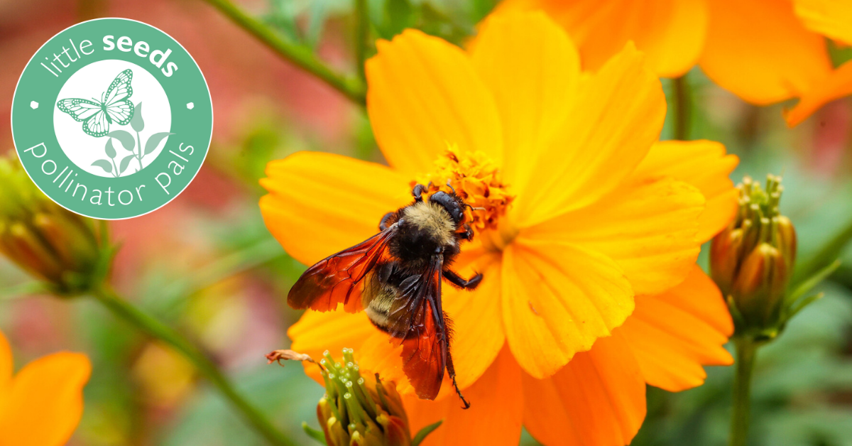 Little Seeds Pollinator Pals Grant