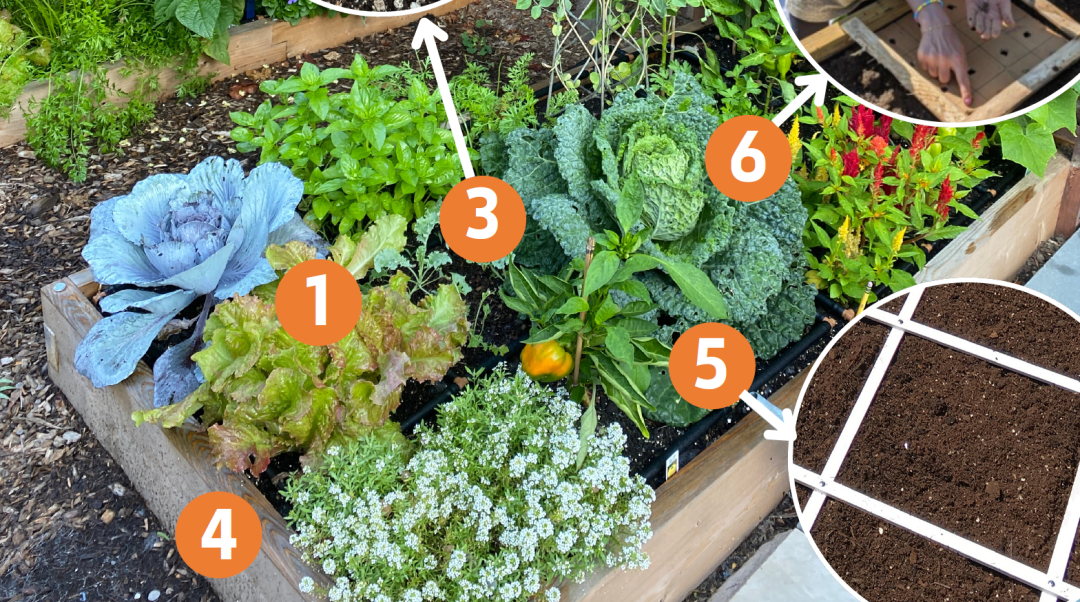 Square foot gardening A garden with different plants growing with numbers on the plants.