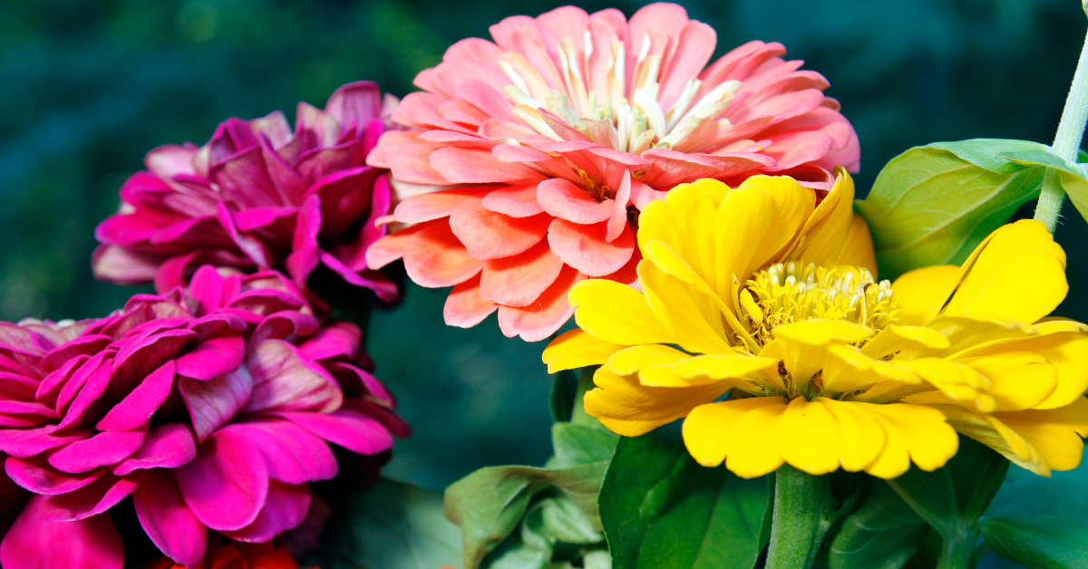 Sensory Gardening with Kids Activity Kit