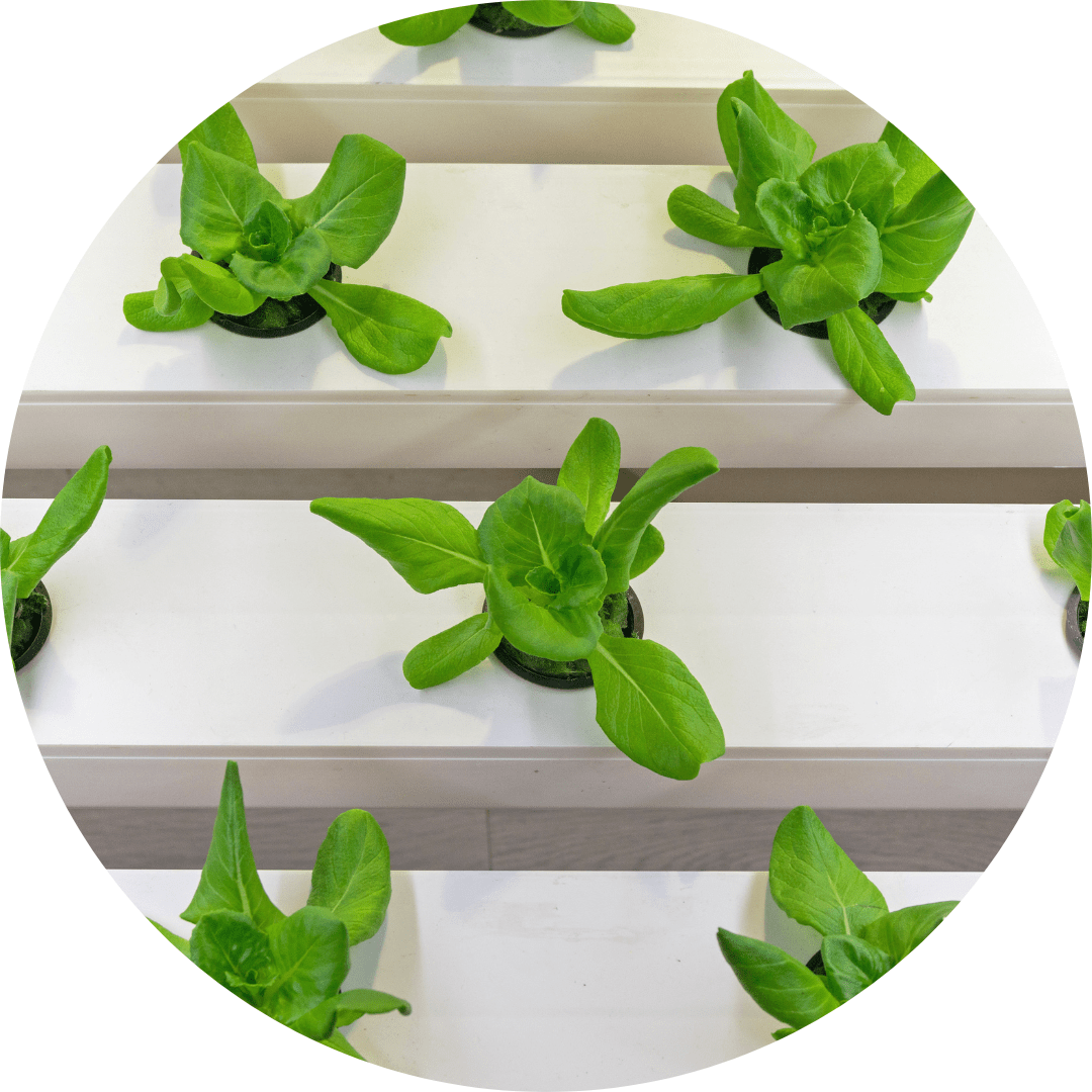 Hydroponic lettuce sprouts, which are growing out of small holes in a white plastic unit. There are several rows of white plastic.