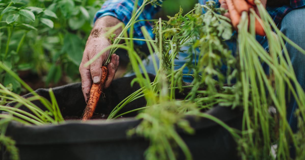 Cooking, Science, & Art Garden Activity Packs