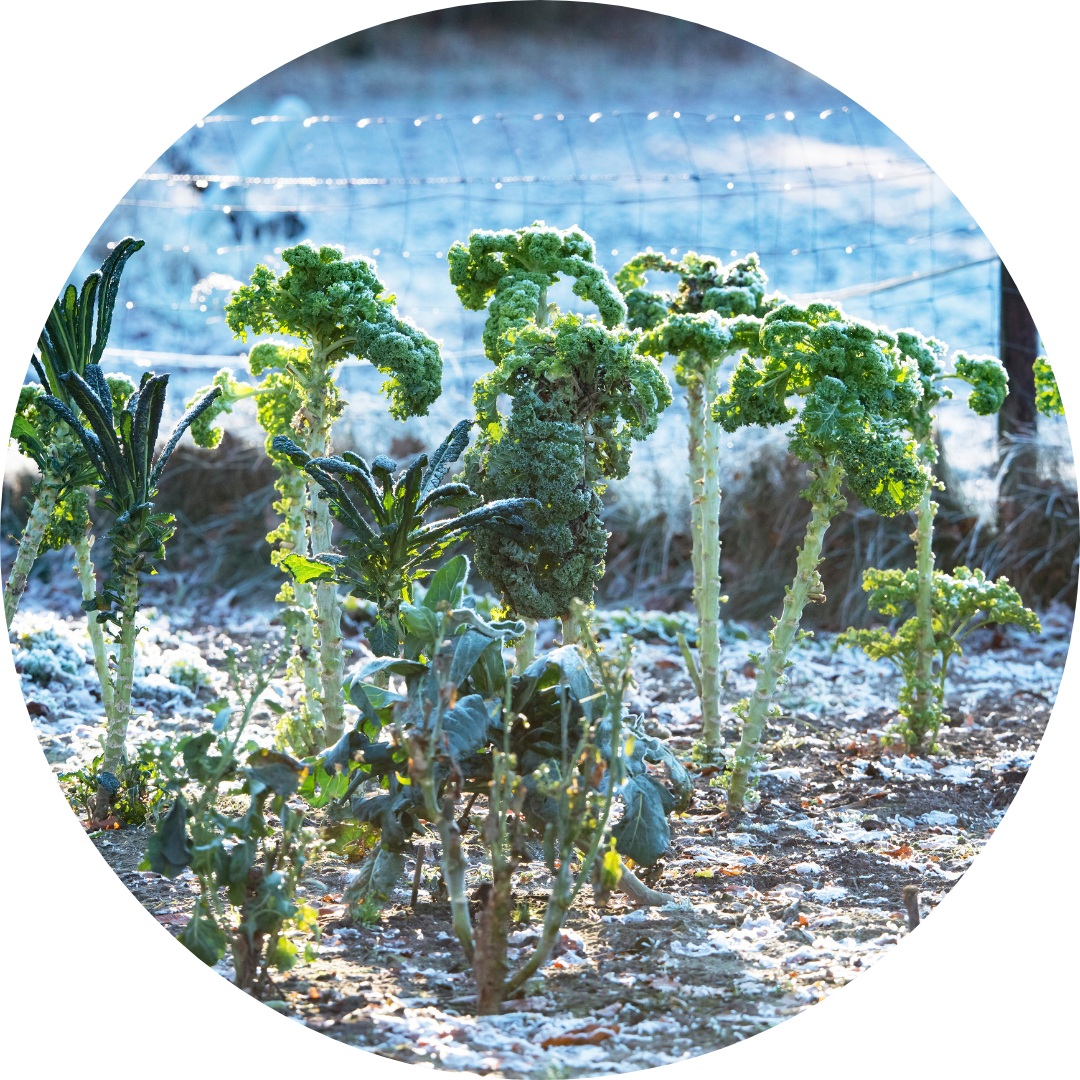 A row of kale in a garden, covered with snow.