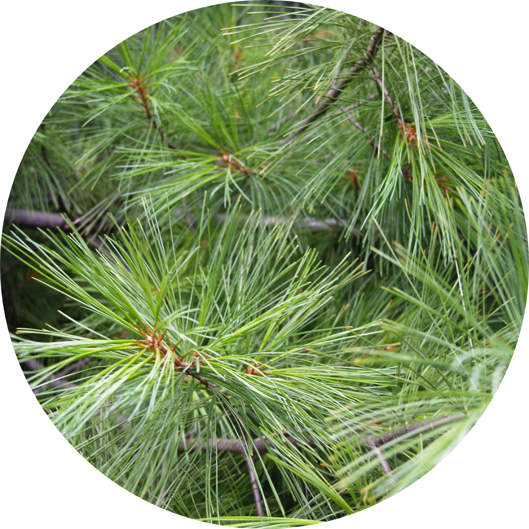 A close up of pine needles on a tree.