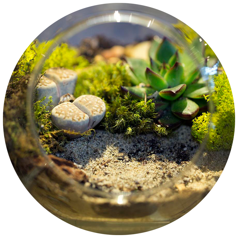 close up of plants growing in a terrarium