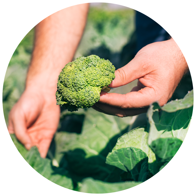 hands holding broccoli in the garden