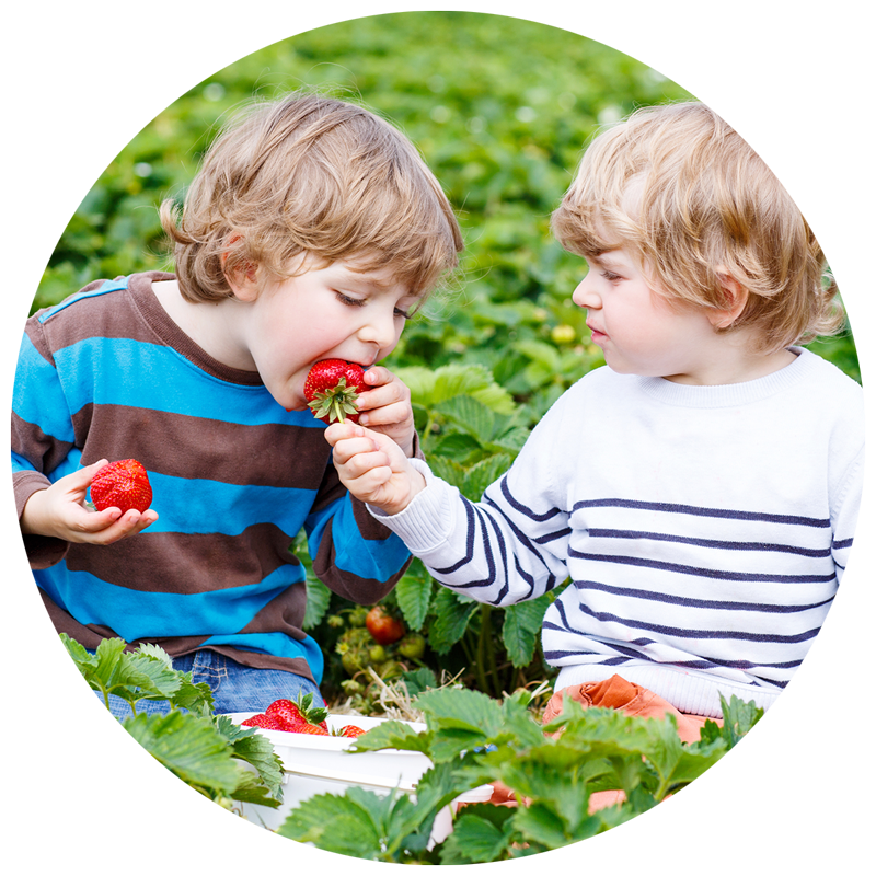 two boys eating strawberries outside